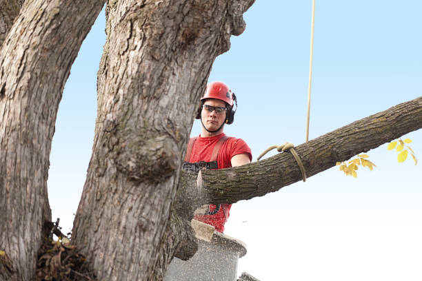 How Our Tree Care Process Works  in  Panacea, FL